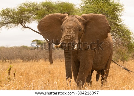 Young male elephant in Tarangire National Park, Tanzania