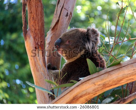 Victorian Koala eating Eucalyptus Leaves, Adelaide, Australia.