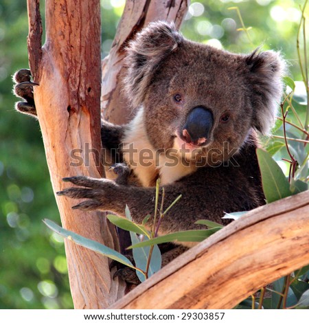 Victorian Koala in a Eucalyptus Tree, Adelaide, Australia