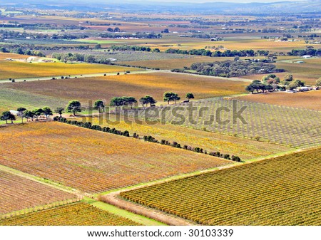 Aerial view of Agricultural Grape Vines and Orchards in Autumn, Aldinga, South Australia