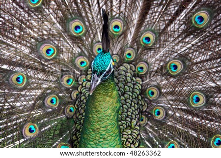 Male Green Peafowl (Peacock) - Pavo muticus - from Southeast Asia. Endangered Species