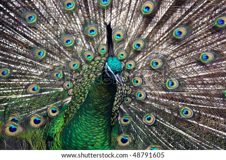 Peacock Species