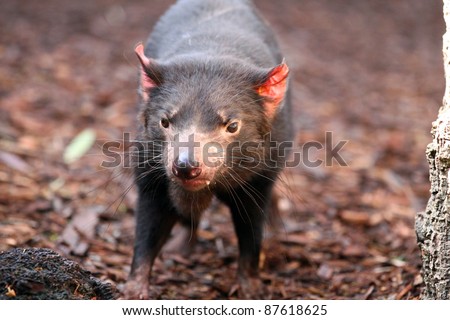 Tasmanian Devil making eye contact - Sarcophilus harrisii
