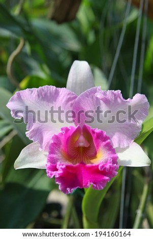 Multi colored pink and white orchid in a garden