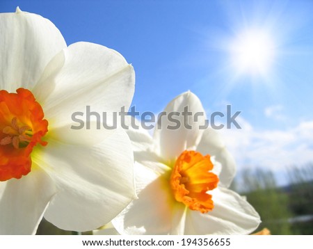 Spring flower - narcissus on the background of sky and clouds