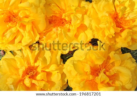 Full frame background of yellow exotic flowers (Cochlospermum regium). Also known as Yellow Cotton Tree or Mart&Schrank