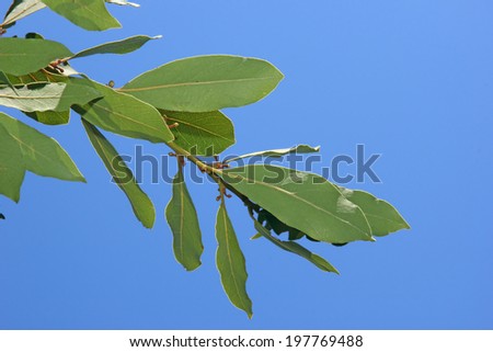 Bay leaves on the background of blue sky