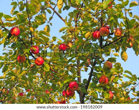 Red apples on apple tree branches