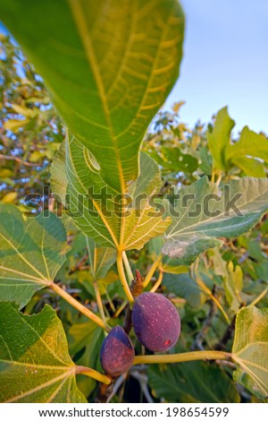 Fig tree. A branch with lush foliage and ripe purple figs