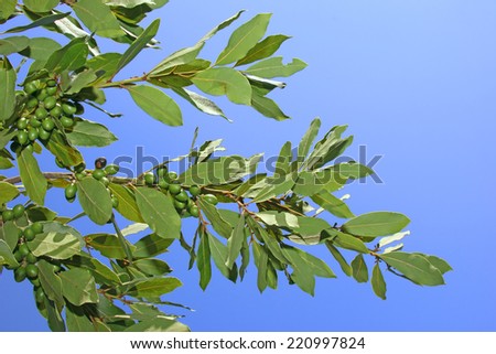 Bay leaves on the background of blue sky