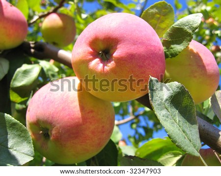 red and yellow ripe apples on apple tree branch