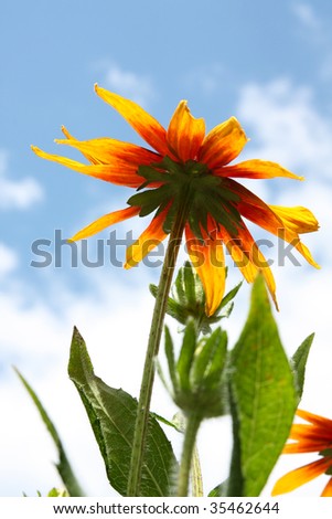 Sunflower on the background of sky and clouds