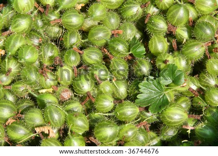 Close up of freshly picked gooseberries with leaves