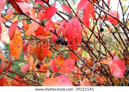 Red autumn leaves and berries of black chokeberry. After rain