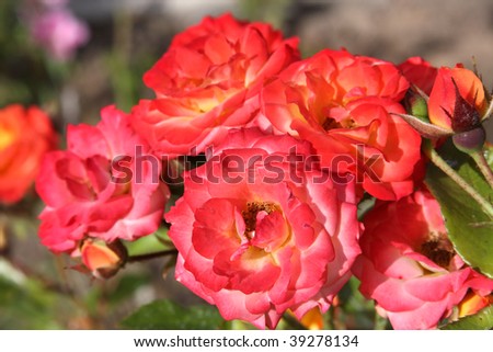 pictures of red roses blooming. stock photo : Blooming roses