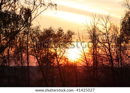 Sunset in the forest. Silhouettes of trees against the backdrop of the sun