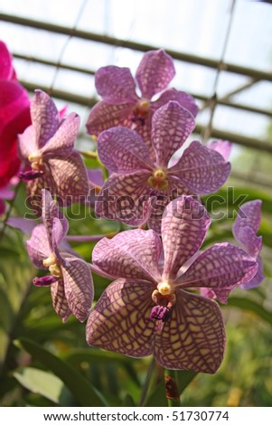 Multi colored pink and purple orchid in a garden