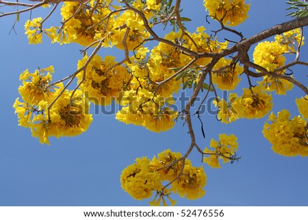 Yellow exotic flowers on a tree (Cochlospermum regium). Also known as Yellow Cotton Tree or Mart&Schrank