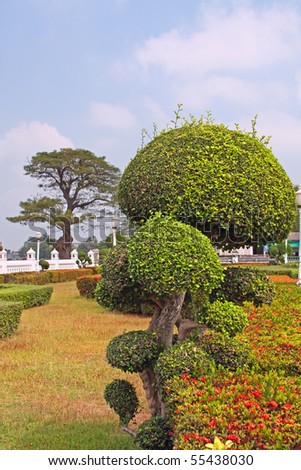 Trimmed bush in a formal garden