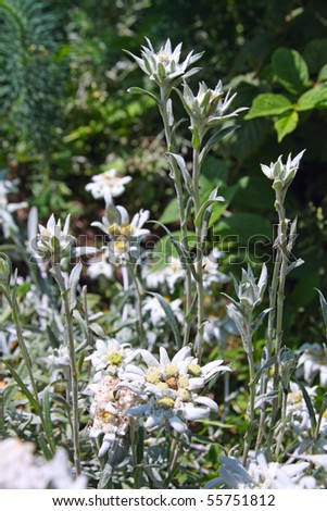 flowers edelweiss