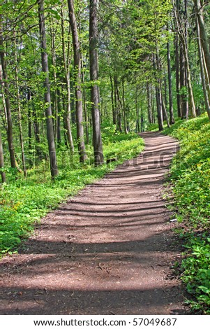 Path winds through a lush green forest