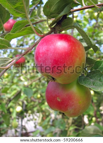 date tree clip art. Database of trees in various sizes with fruit apples tree Top free page apple you may also Lt black sakura apple white clip art is available for