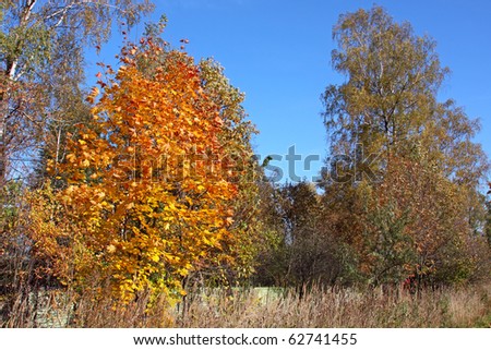 Colorful autumn trees on the fringe of the forest