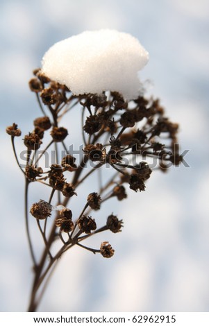 Closeup of snow covered dry flower in the background of snow