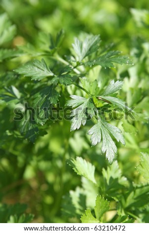 Close-up of parsley in a herb garden. Background