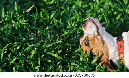 Beagle lay down to the grass