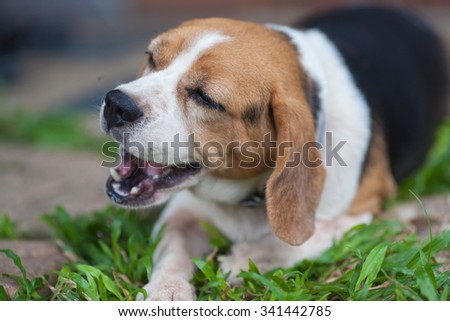 Eating Beagle Dog