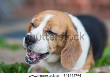 Eating Beagle Dog