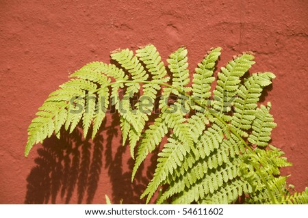 fern on a red wall