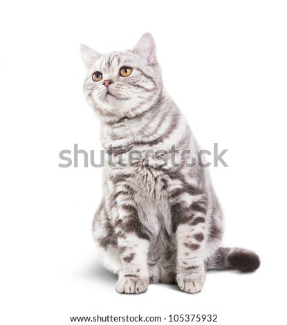 scottish shorthair cat