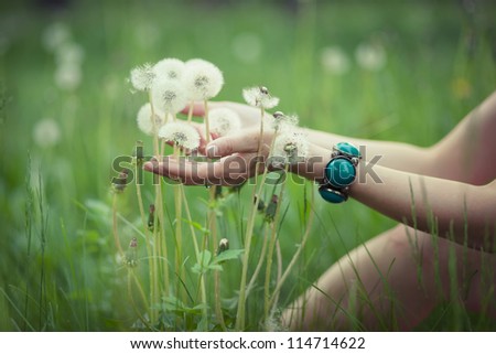Dandelions in woman\'s hand on green grass