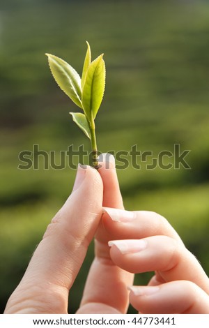 Fresh sheets of tea in a young woman\'s hands. Against a tea plantation.