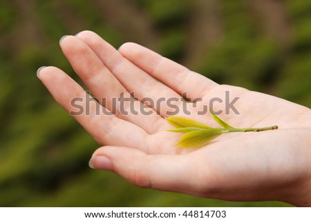 Fresh sheets of tea in a young woman's hand. Against a tea plantation