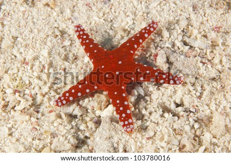 Ghardaqa sea star on sandy sea bed in tropical water