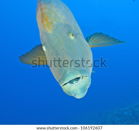 Closeup of large napoleon wrasse fish underwater in a tropical sea