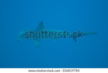 Large scalloped hammerhead shark in the open ocean