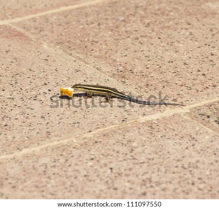 Blue-tailed skink lizard eating a piece of bread on tiles