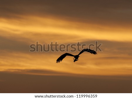Large Osprey wild raptor bird in flight showing its wingspan silhouetted against an orange sky at sunset