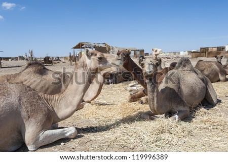 Dromedary camel livestock ready to be traded at a traditional african market