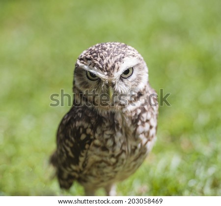 Closeup detail of burrowing owl athene cunicularia in captivity on green grass background