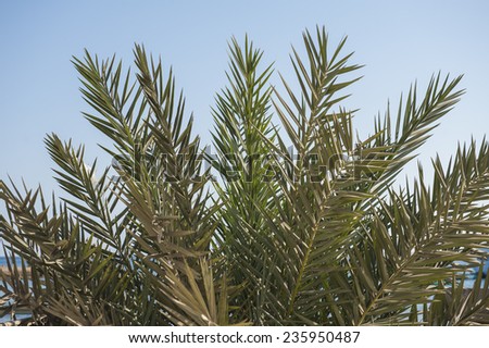 Closeup of top of date palm tree with leaves