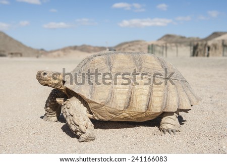 Large tortoise reptile walking on sandy ground through an arid desert landscape