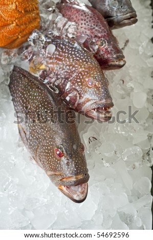 Freshly caught coral grouper fish on an ice display in a restaurant