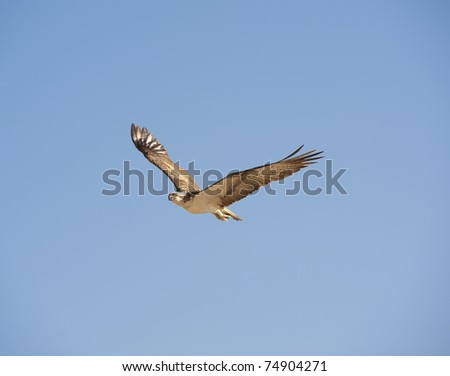 Large Osprey bird in flight with its wings spread