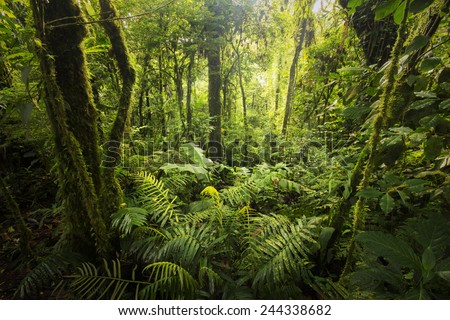 Beautiful, dense vegetation from the cloud-forests from Costa Rica.