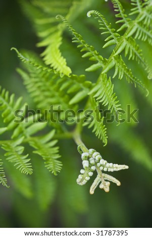 Fresh fern swirls on a young leaf